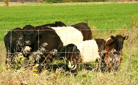 皮带的加洛韦牛
