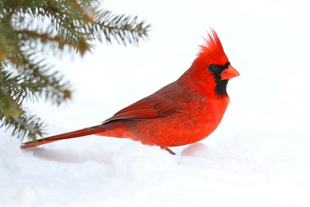 雄性的红衣主教在雪中