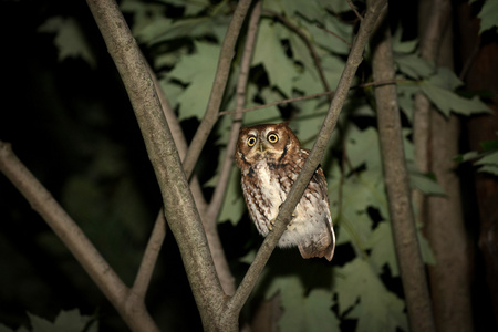 孤立的东部尖叫猫头鹰图片