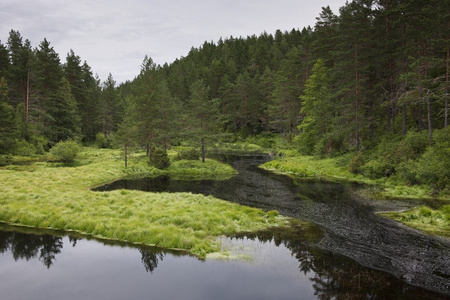 挪威的森林砍伐与静水 Flatelandsfjorden