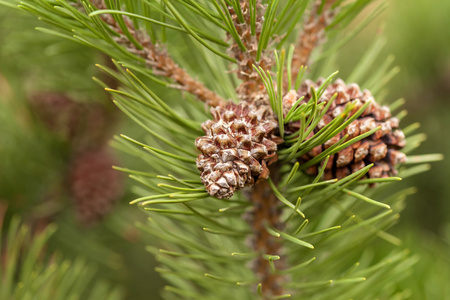 特写松塔图片-特写松塔素材-特写松塔插画-摄图新视界