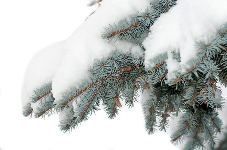 雪躺在蓝色云杉的一个分支
