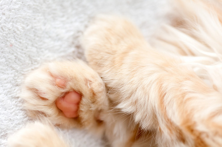 猫脚抽象的模式狗猫爪子无缝的矢量模式脚印小猫小狗瓦片狗爪子无缝