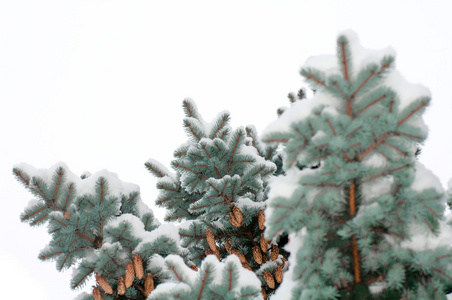 科蓝云杉树林披上雪锥