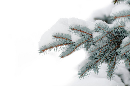 雪上分支蓝云杉