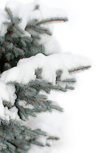 雪躺在孤立的蓝色云杉的一个分支