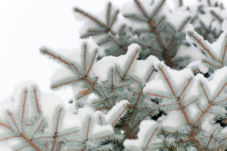 雪躺在孤立的蓝色云杉的一个分支