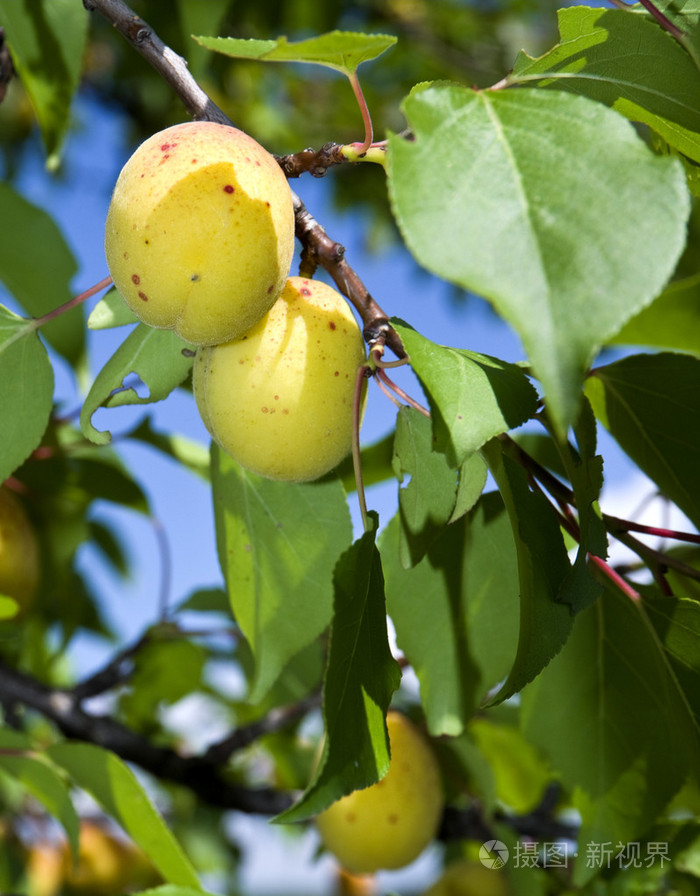 在一棵树上的树叶间杏