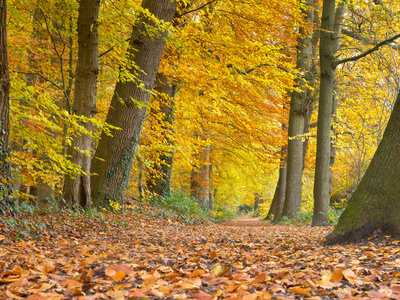 枯黄的树枯黄的落叶的白桦树在秋天期间照片