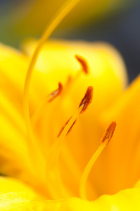 鸢尾花是黄色的宏