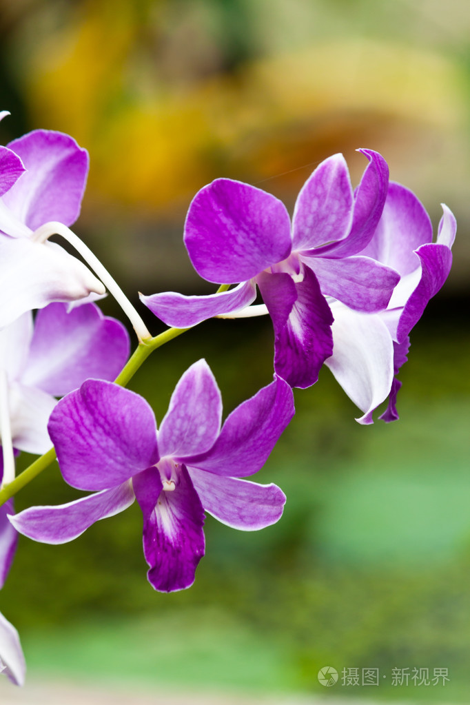 美丽的紫色兰花