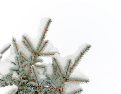 雪躺在孤立的蓝色云杉的一个分支