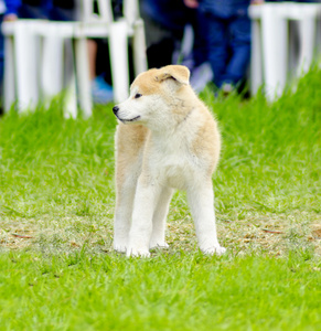 秋田 inu