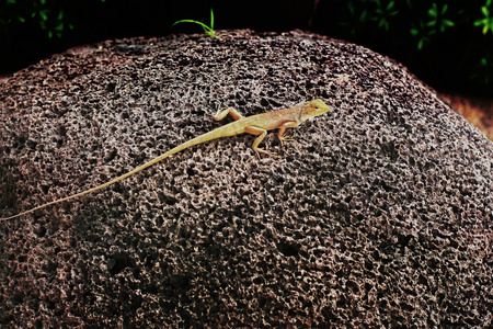 棕色泰国蜥蜴在石头上