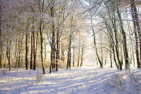 在下雪的冬天森林里的光