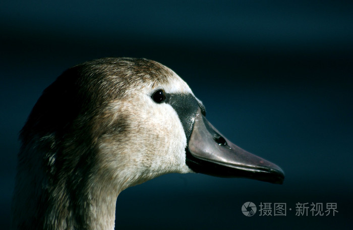 在马其顿奥赫里德湖中天鹅