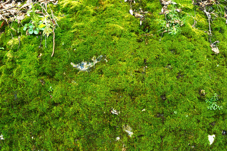 绿色的青苔背景