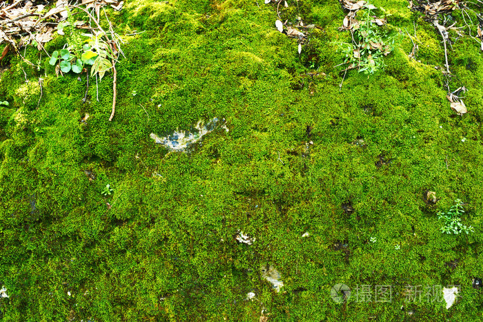 绿色的青苔背景