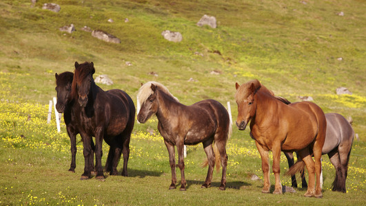 冰岛。冰岛马在草地上吃草