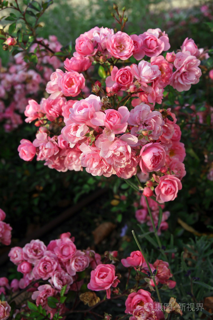 美丽的粉红色玫瑰花园里