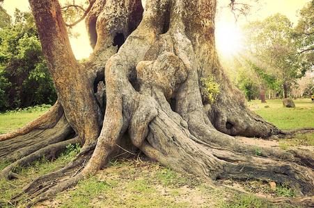 巨大的树的根