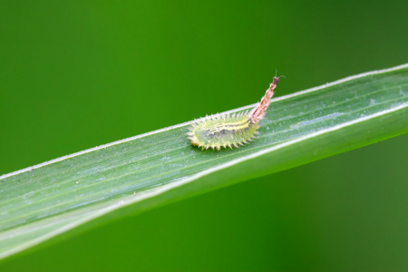 鞘翅目昆虫图片