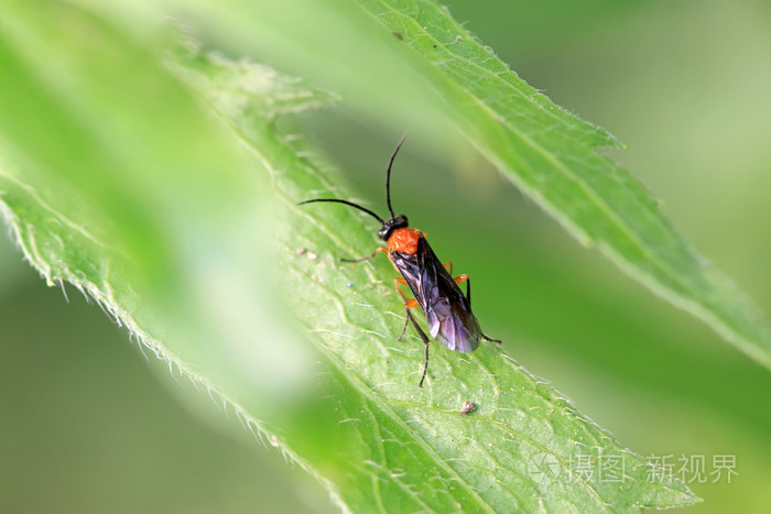 *3168px无水印下载免费10次/天下载小样发票合同问题/举报食蚜蝇科