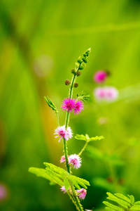 花不