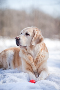 拉布拉多犬在户外，在雪中