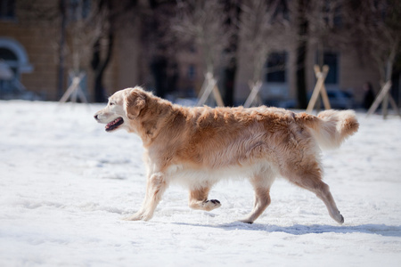 拉布拉多犬在户外，在雪中