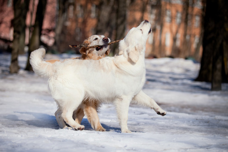 拉布拉多犬在户外，在雪中