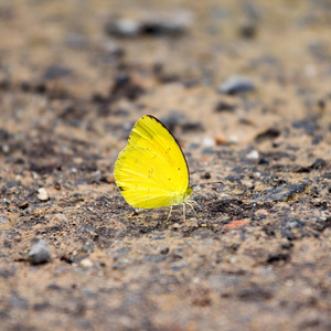 小黄色蝴蝶