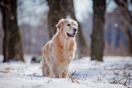 拉布拉多犬在户外，在雪中