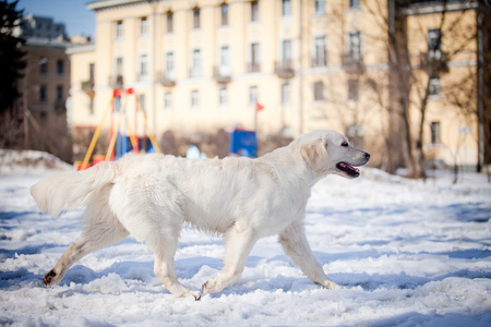 拉布拉多犬在户外，在雪中