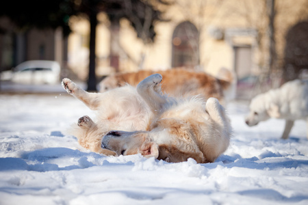 拉布拉多犬在户外，在雪中