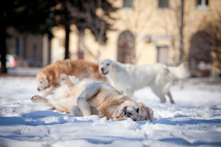 拉布拉多犬在户外，在雪中