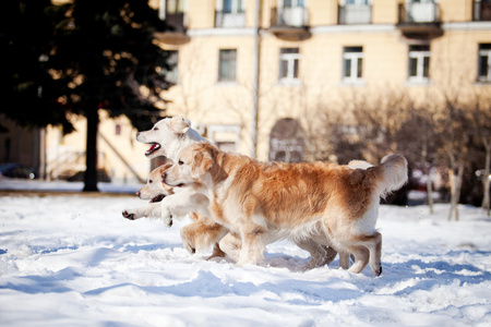 拉布拉多犬在户外，在雪中