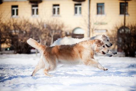 拉布拉多犬在户外，在雪中