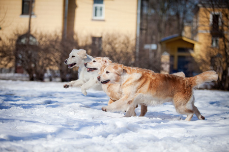 拉布拉多犬在户外，在雪中