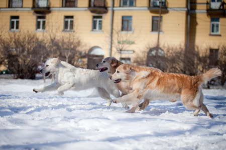 拉布拉多犬在户外，在雪中