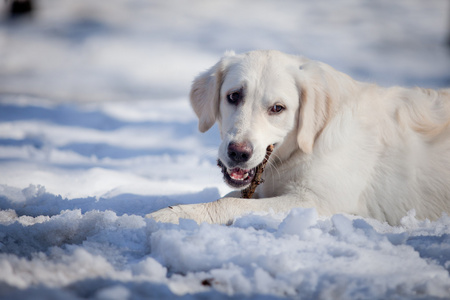 拉布拉多犬在户外，在雪中