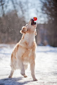 拉布拉多犬在户外，在雪中