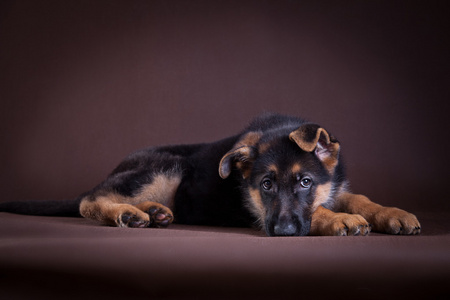 小狗。德国牧羊犬犬种