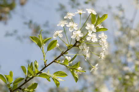 樱桃花