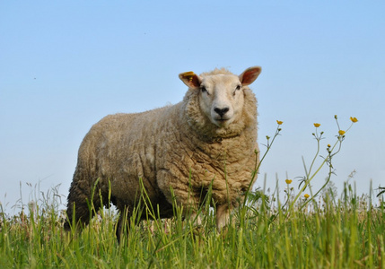 在春天牧场的羊
