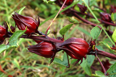 木槿花或蔷薇果实木槿花