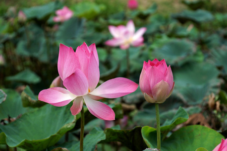 朵盛开的莲花，在公园里