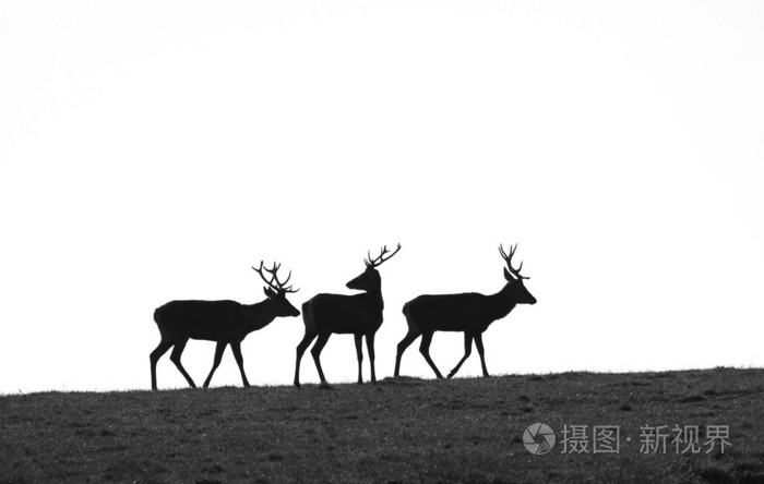 鹿剪影
