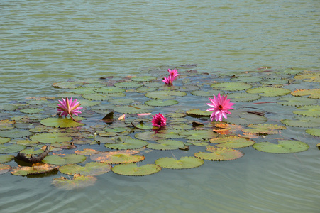 粉红色莲花