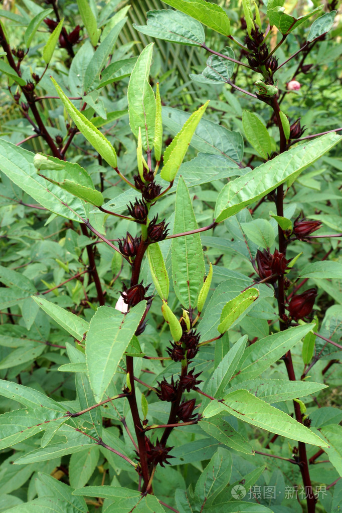 木槿花或蔷薇果实木槿花